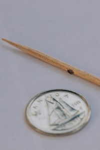 Researchers across Canada unite to monitor ticks and tick-borne&nbsp;diseases